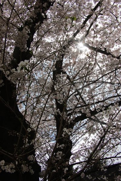 画像：学園の桜